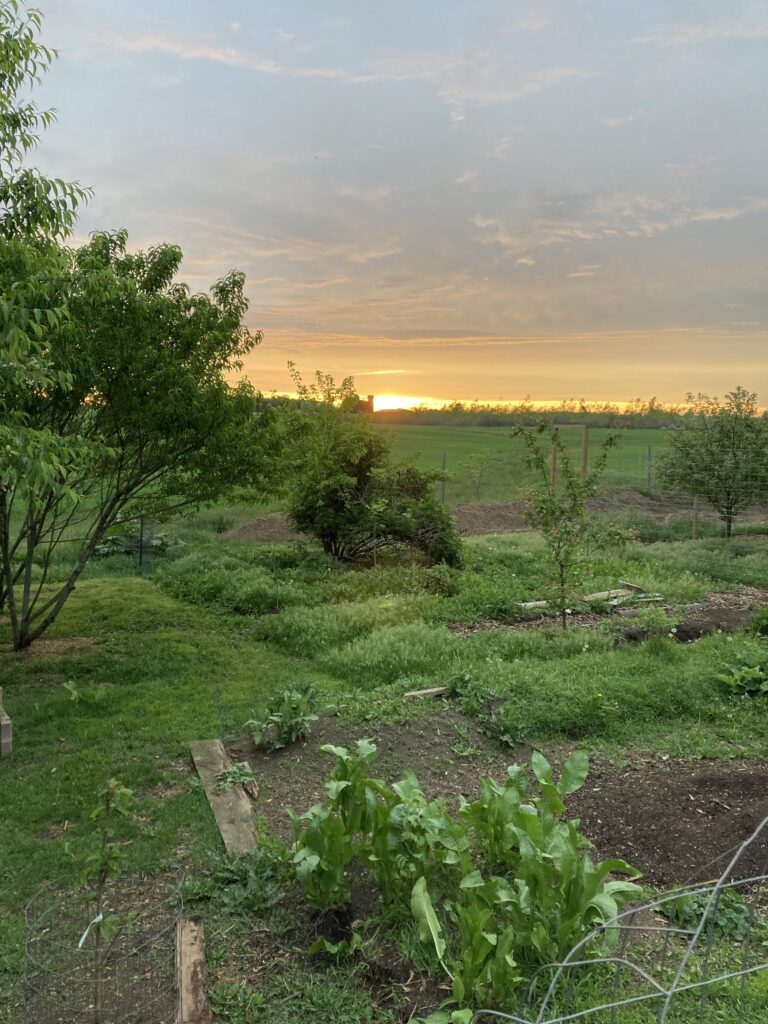 The 2022 garden at sunset.