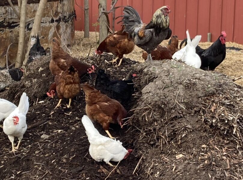 Chickens – The Permaculture Gateway Animal